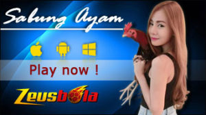 sabung-ayam