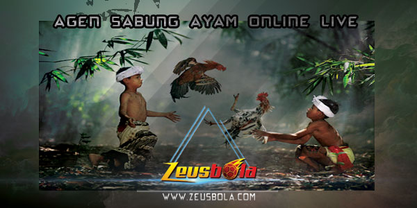 Langkah Bertarung Sabung ayam Taji pisau