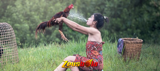 Cara Memilih Ayam Bangkok Aduan Berkualitas