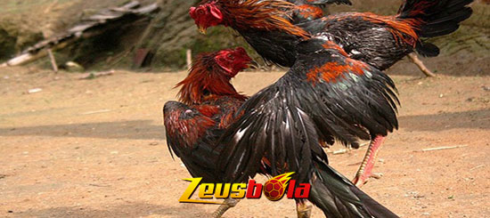 Lima Jenis Serangan Ayam Bangkok Aduan Yang Ditakuti