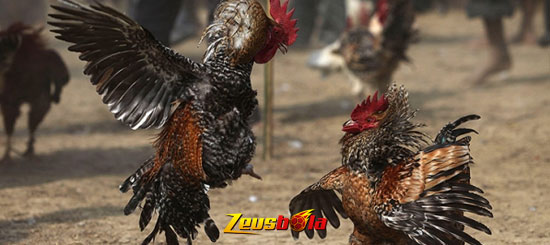 Teknik Tarung Sabung Ayam Di Dunia