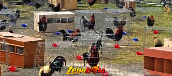 Cara Membasmi Lalat Di Kandang Ayam Bangkok Aduan