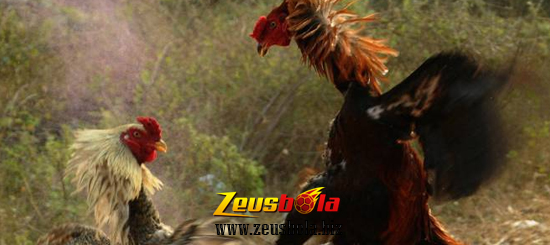 Latihan Ayam Bangkok Aduan