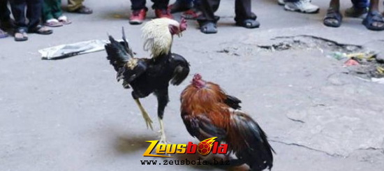 Sabung Ayam Taji Pisau