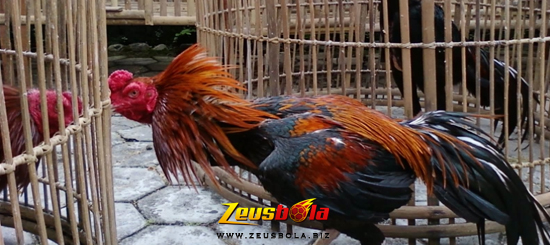 Umbaran Sabung Ayam Bangkok