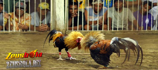 Arena Sabung Ayam Online Digmaan.net