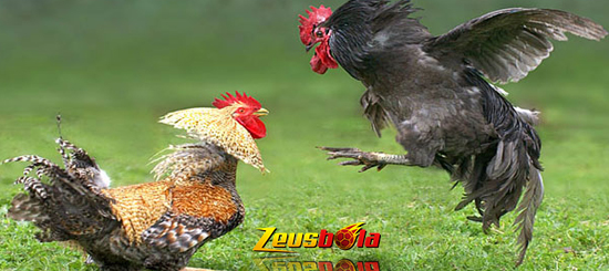 Cara Bermain Taruhan Judi Sabung Ayam Online Live