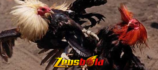 Cara Taruhan Judi Sabung Ayam Online Digmaan