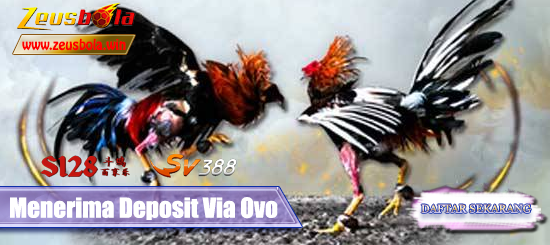 Agen Sabung Ayam Via Ovo Terpercaya