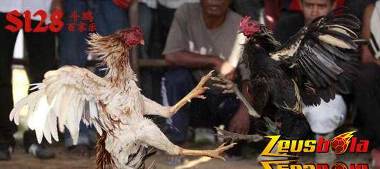 Cara Menang Sabung Ayam Online Digmaan