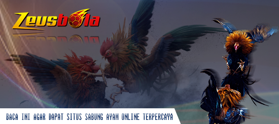 BACA INI AGAR DAPAT SITUS SABUNG AYAM ONLINE TERPERCAYA